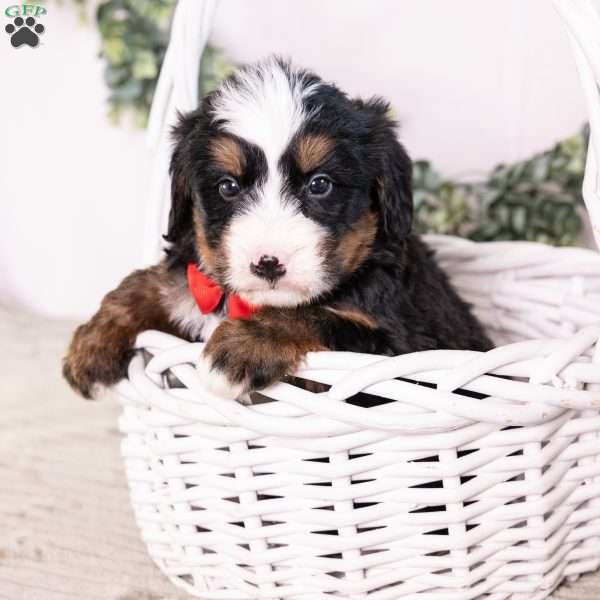 Bo0boo, Bernedoodle Puppy